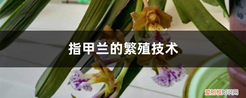 指甲兰花种植方法 指甲兰的繁殖技术