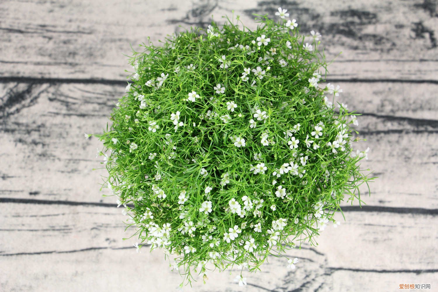 满天星种子放多了怎么办 怎么让满天星爆盆，怎么留种子