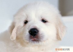 白熊犬几个月能长成成犬 白熊犬12个月能长成成犬