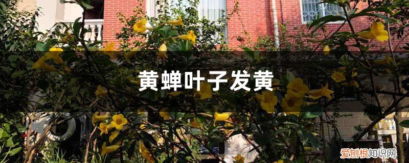 黄蝉花黄叶怎么办 黄蝉叶子发黄的原因和处理方法