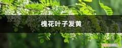 黄花槐黄叶怎么办 槐花黄叶的原因和处理办法