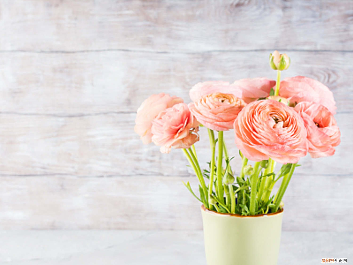 花叶黄怎么处理 花毛茛黄叶的原因和处理办法