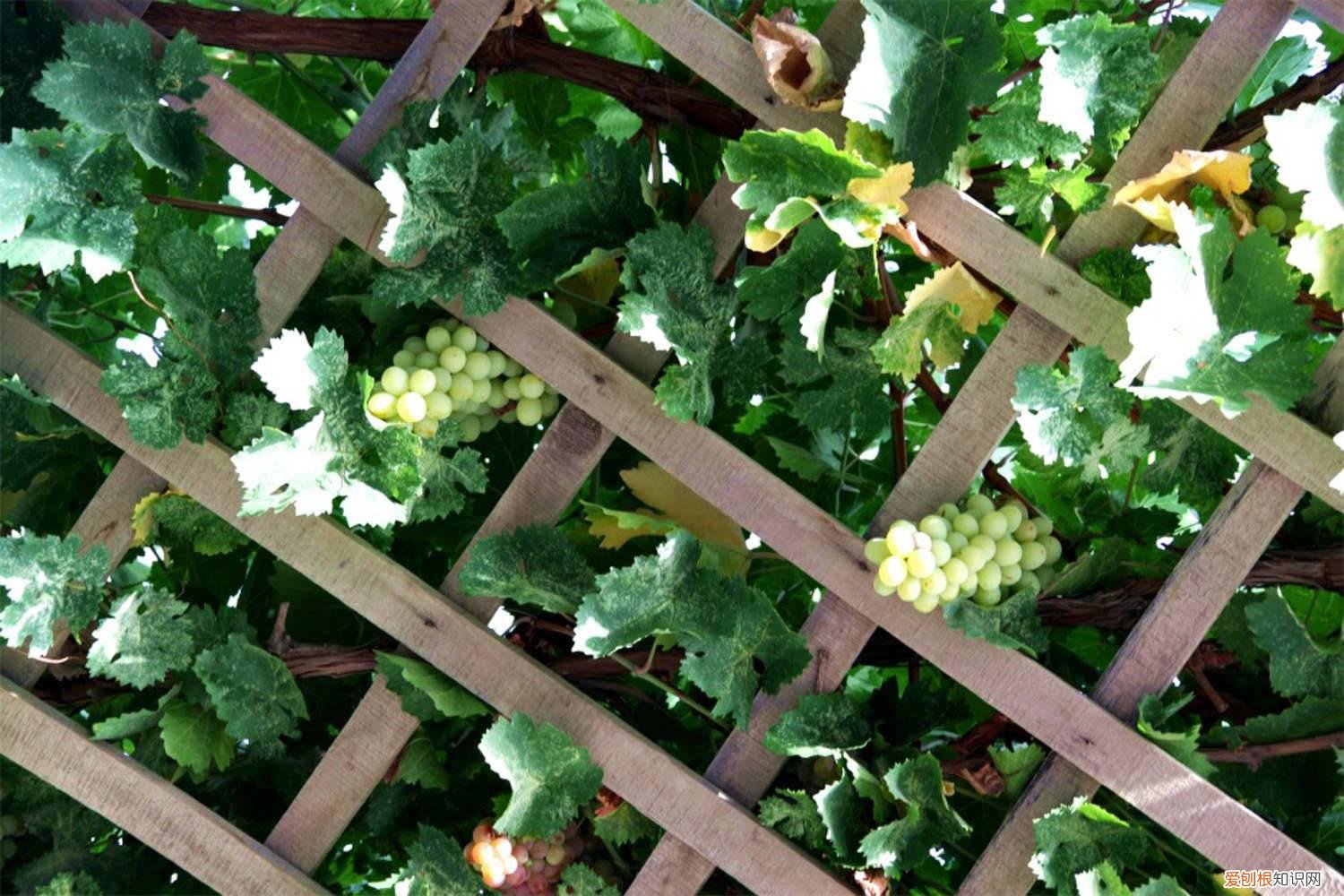 葡萄黄叶的原因和处理办法视频 葡萄黄叶的原因和处理办法