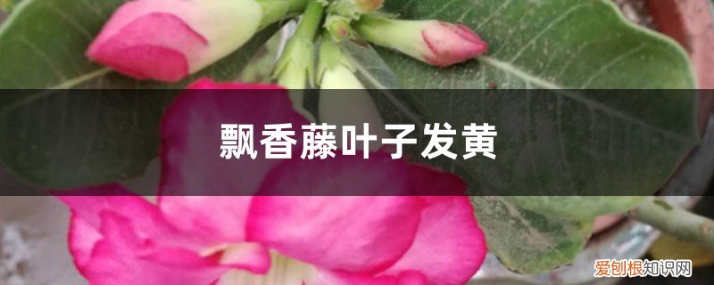 飘香藤黄叶的原因和处理办法 飘香藤黄叶的原因和处理办法