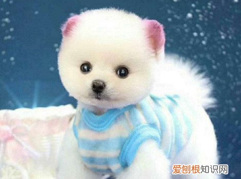 俊介犬有泪痕怎么办 俊介犬掉毛严重怎么办