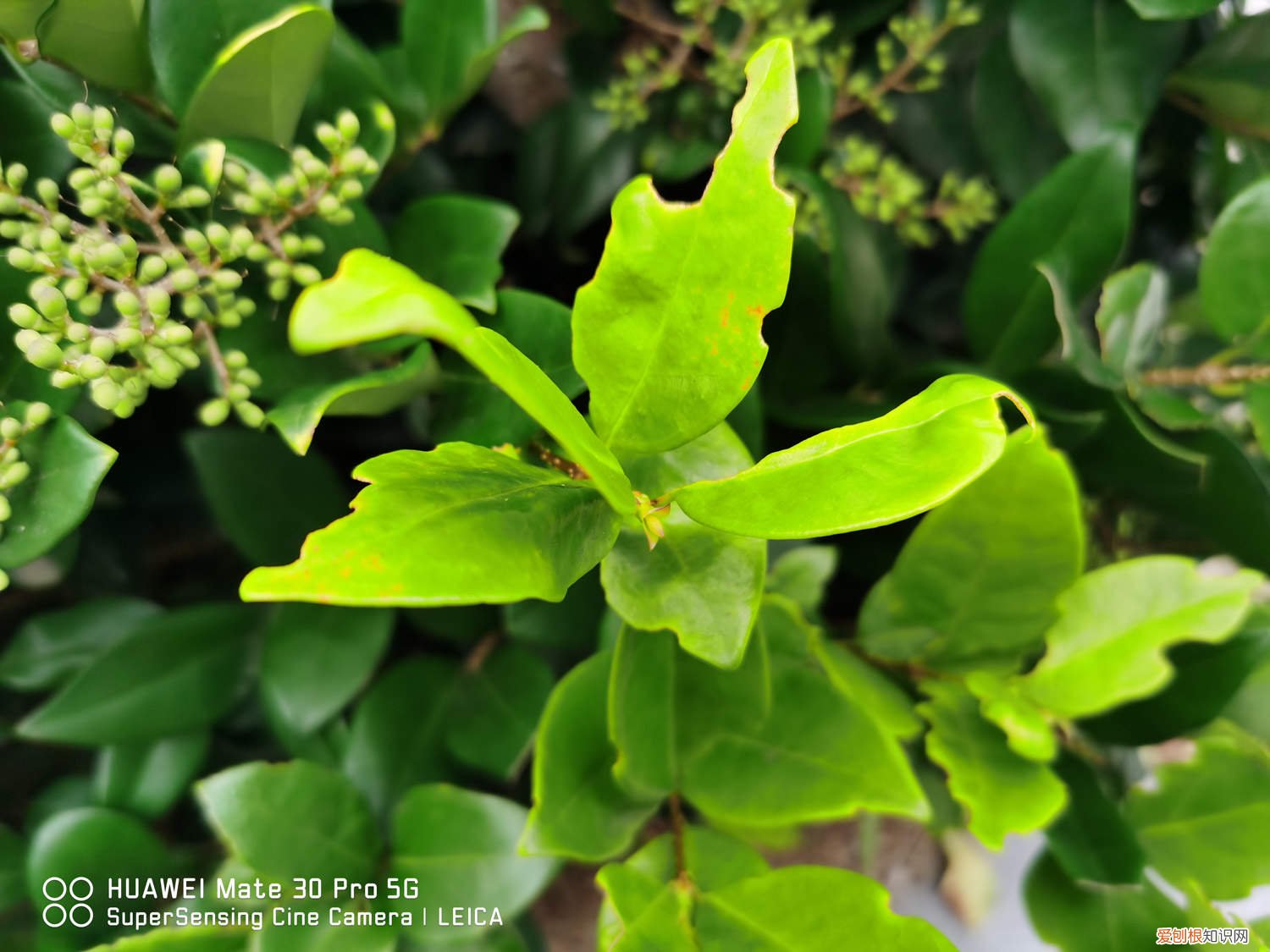 小叶女贞黄叶落叶怎么办 女贞黄叶的原因和处理办法