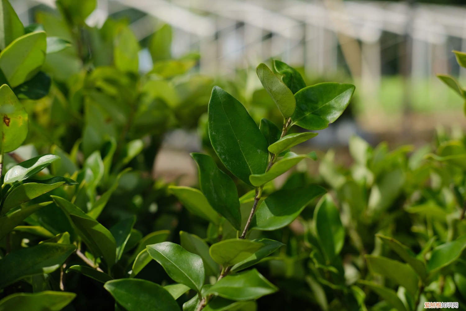 小叶女贞黄叶落叶怎么办 女贞黄叶的原因和处理办法