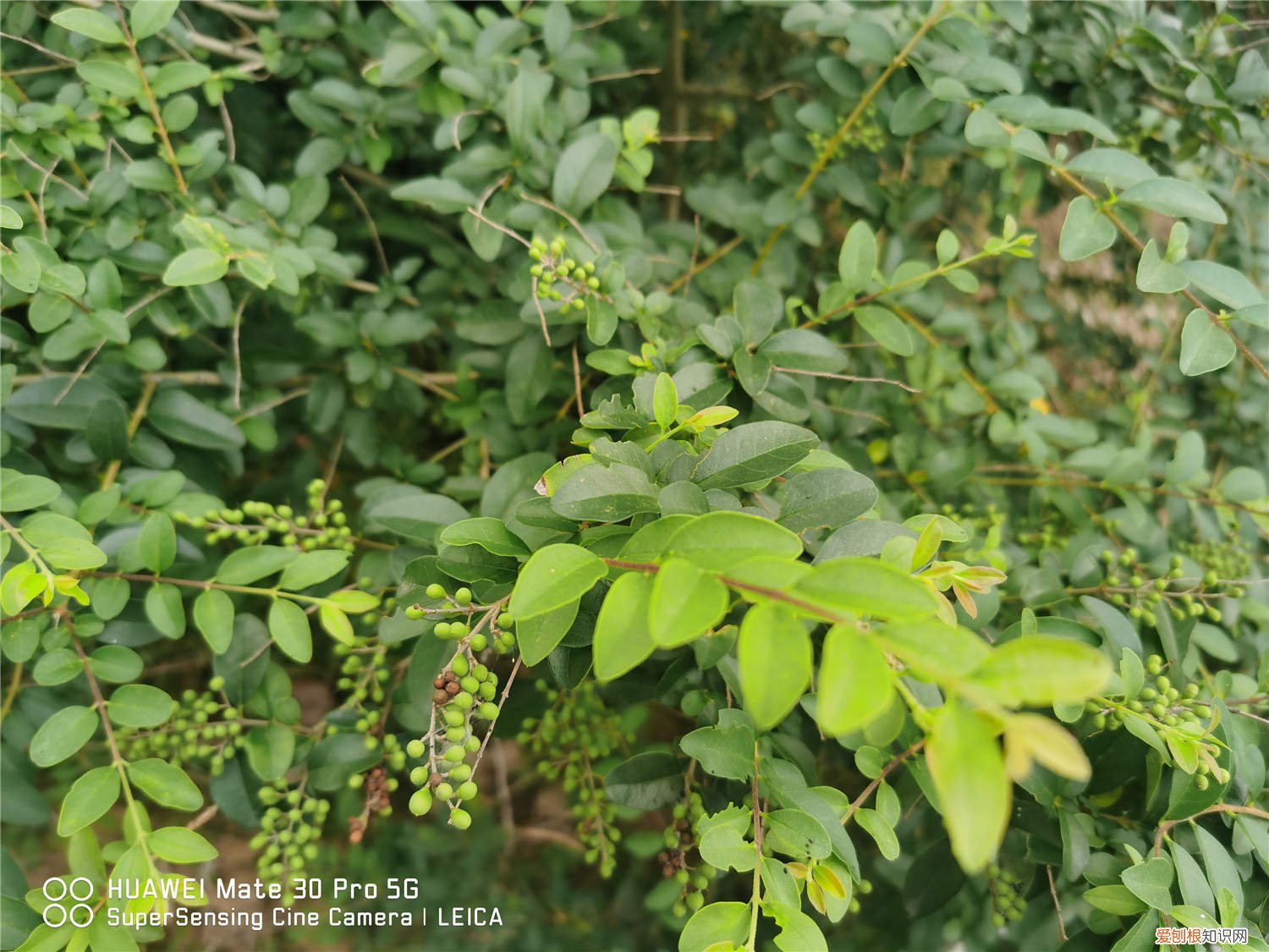 小叶女贞黄叶落叶怎么办 女贞黄叶的原因和处理办法