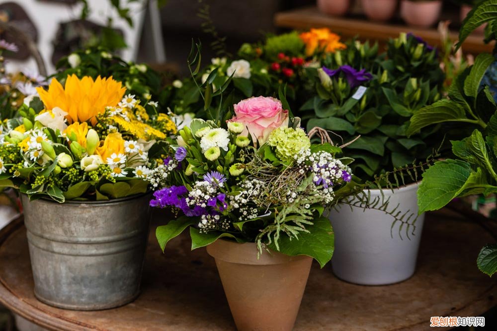 金钱草黄叶了怎么回事 金钱草叶黄怎么回事，怎么解决