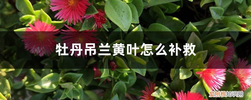 牡丹吊兰浇水过多黄叶要怎么办 牡丹吊兰黄叶的原因和处理办法