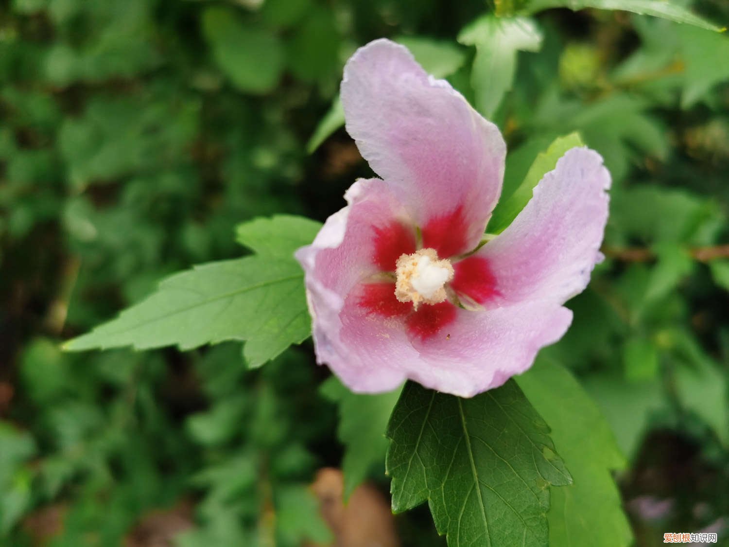木槿黄叶的原因和处理办法图片 木槿黄叶的原因和处理办法