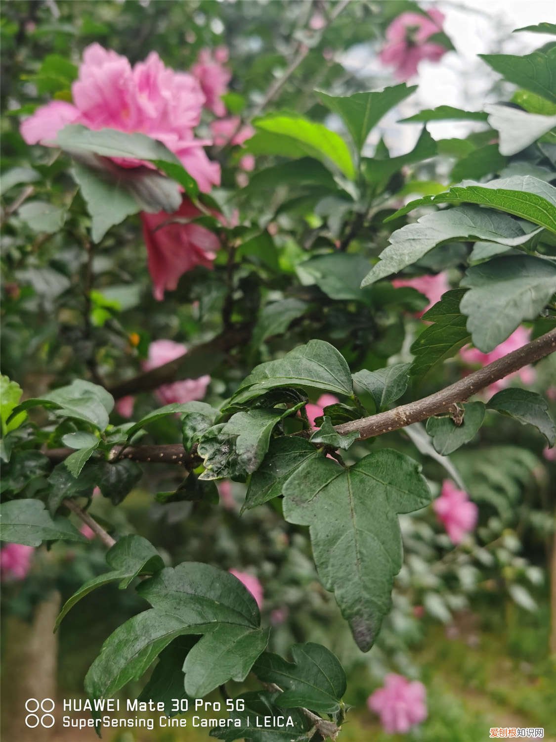 木槿黄叶的原因和处理办法图片 木槿黄叶的原因和处理办法