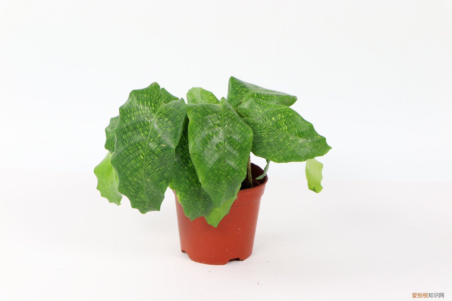 七彩竹芋怎么养颜色好看 怎么让竹芋颜色又亮又绿，如何养爆盆