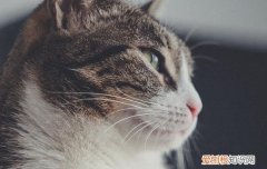 猫被打的瞳孔变小 猫被打后瞳孔一大一小怎么办