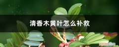 清香木黄叶怎么回事 清香木黄叶的原因和处理办法