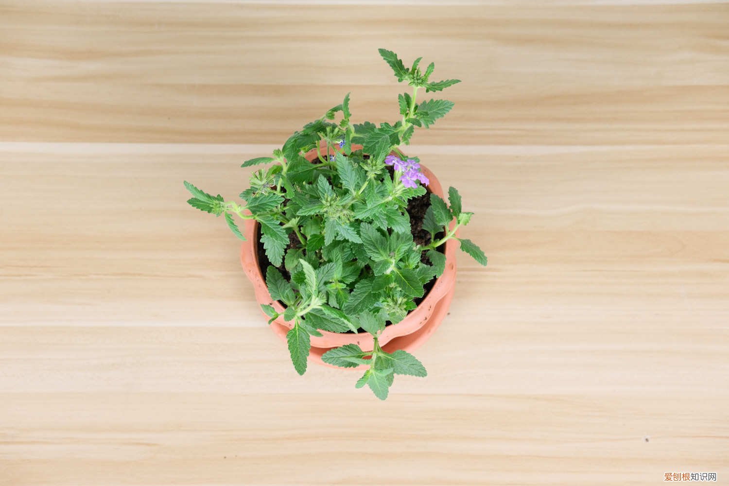 樱花叶子发黄掉叶防治 美女樱黄叶的原因和处理办法