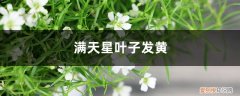 满天星黄叶了怎么办 满天星黄叶的原因和处理办法