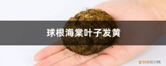 海棠出现黄叶怎么办 球根海棠黄叶的原因和处理办法