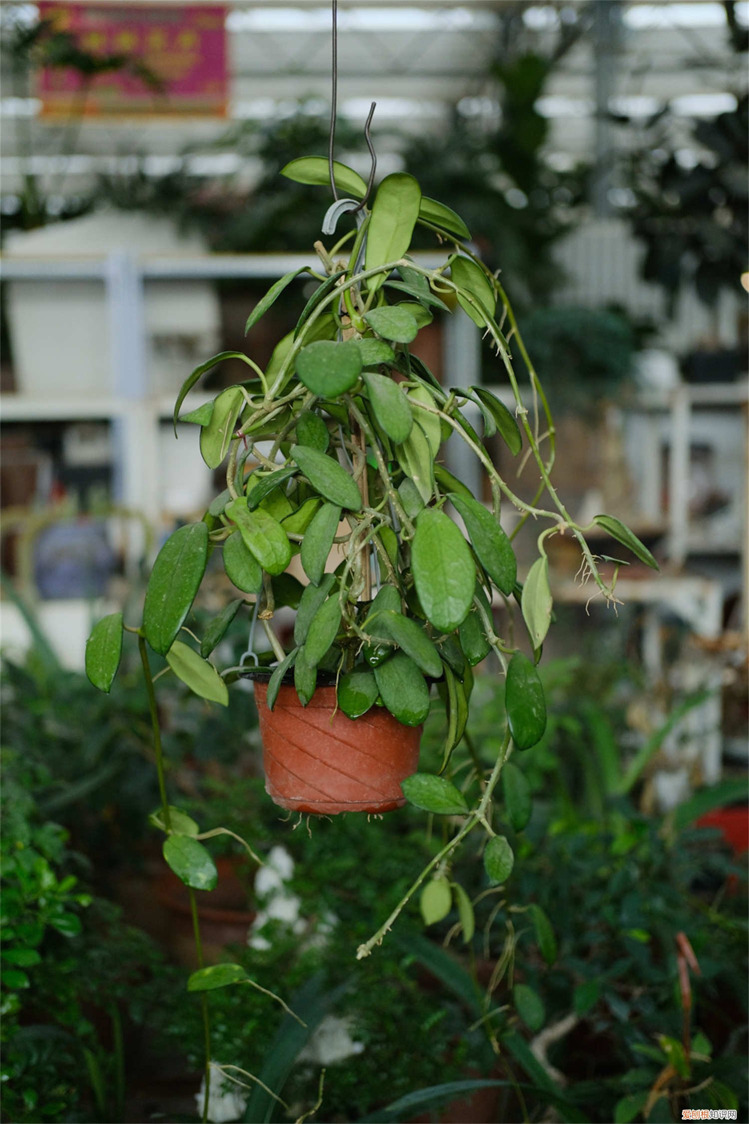 球兰黄叶的原因和处理办法 球兰黄叶的原因和处理办法