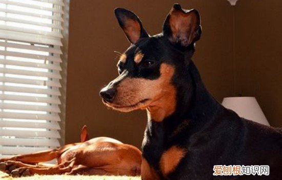 小鹿犬能吃水果吗 三个月小鹿犬能吃水果吗