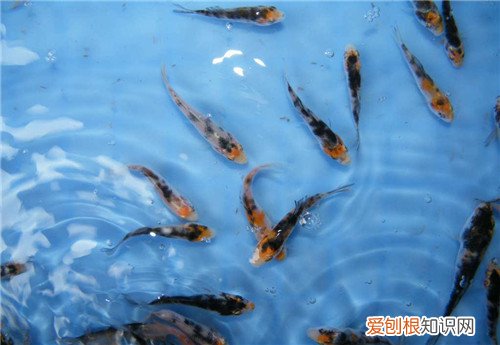 鱼苗吃什么 鱼苗有哪些养殖技术