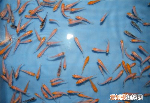 鱼苗吃什么 鱼苗有哪些养殖技术