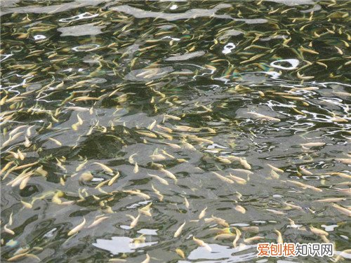 鱼苗吃什么 鱼苗有哪些养殖技术