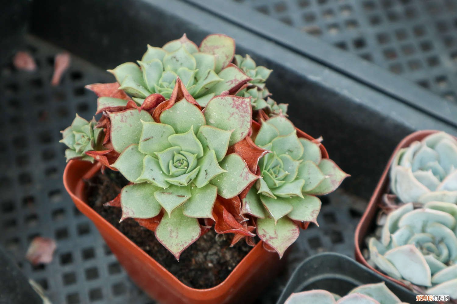 奥利维亚多肉徒长 奥利维亚多肉开花怎么处理