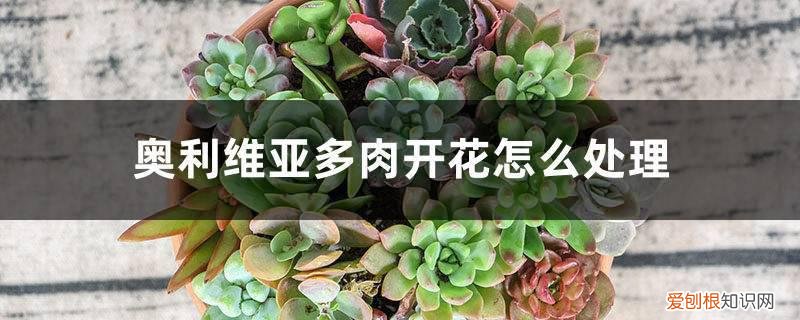 奥利维亚多肉徒长 奥利维亚多肉开花怎么处理