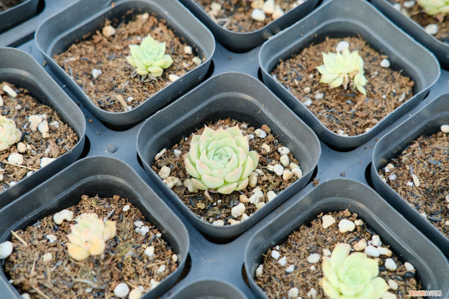 奥利维亚多肉徒长 奥利维亚多肉开花怎么处理