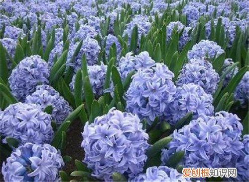 风信子有毒吗 什么人不能养风信子