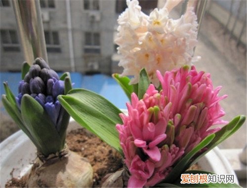 风信子有毒吗 什么人不能养风信子