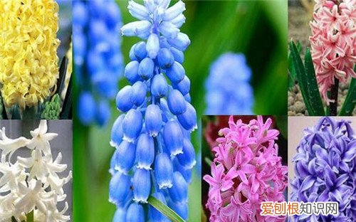 风信子有毒吗 什么人不能养风信子