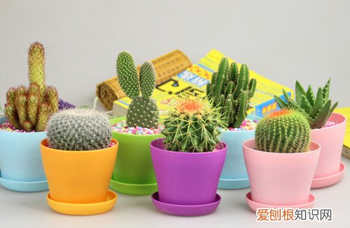 仙人掌有哪些品种仙人掌真的可以防辐射吗
