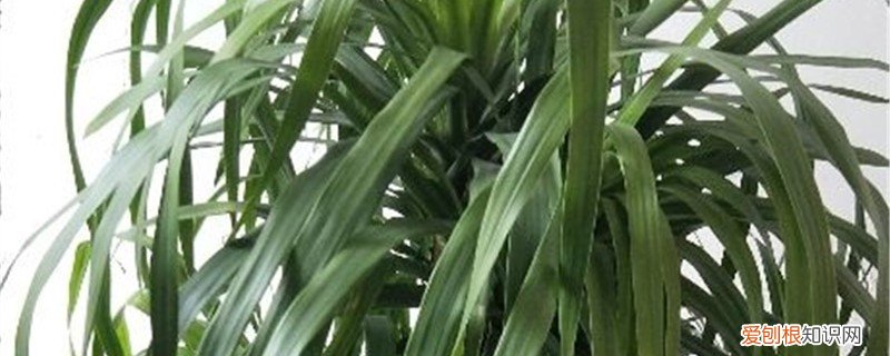 龙须兰叶子发黄 龙须兰黄叶是什么原因