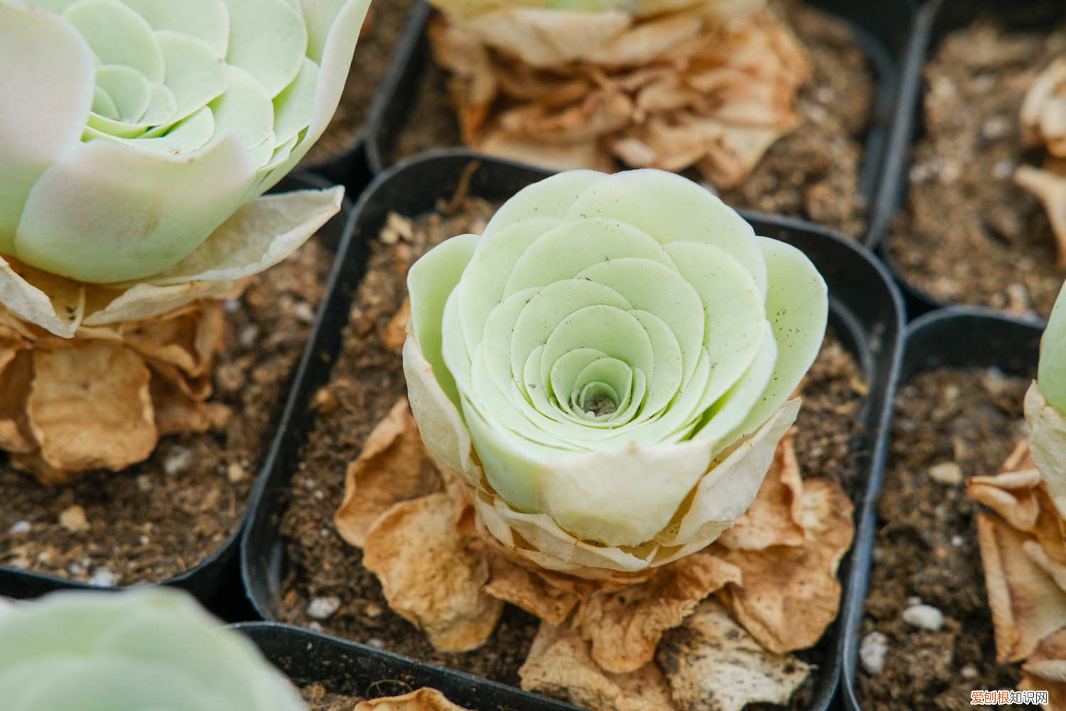 山地玫瑰黄叶子是什么原因 山地玫瑰黄叶的原因和处理办法