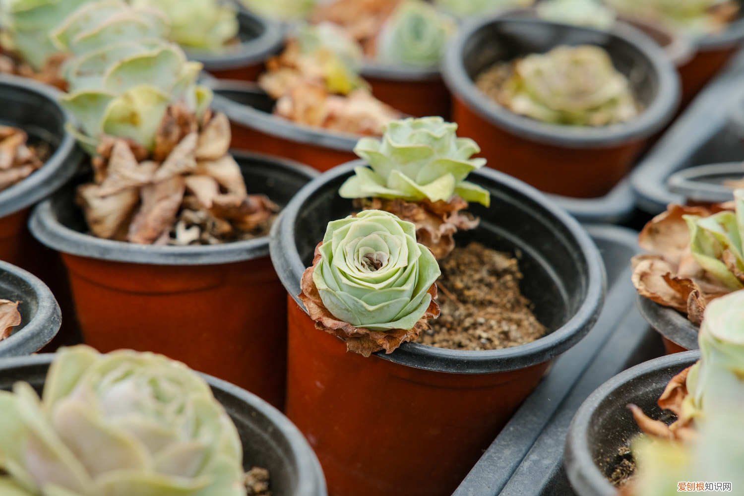 山地玫瑰黄叶子是什么原因 山地玫瑰黄叶的原因和处理办法