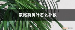 散尾葵黄叶子怎么处理 散尾葵黄叶的原因和处理办法