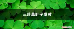 三叶草变黄 三叶草黄叶的原因和处理办法
