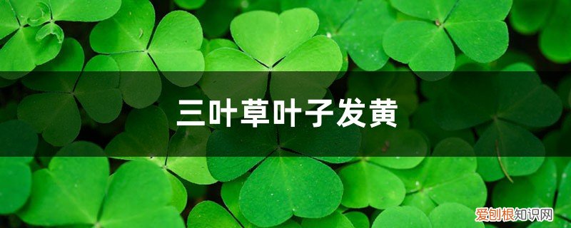 三叶草变黄 三叶草黄叶的原因和处理办法