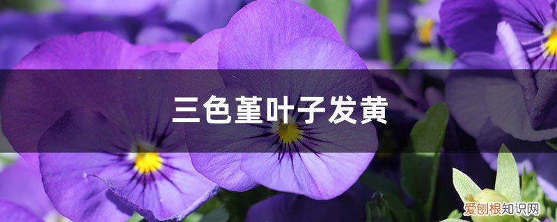 三色堇黄叶是怎么回事? 三色堇黄叶的原因和处理办法
