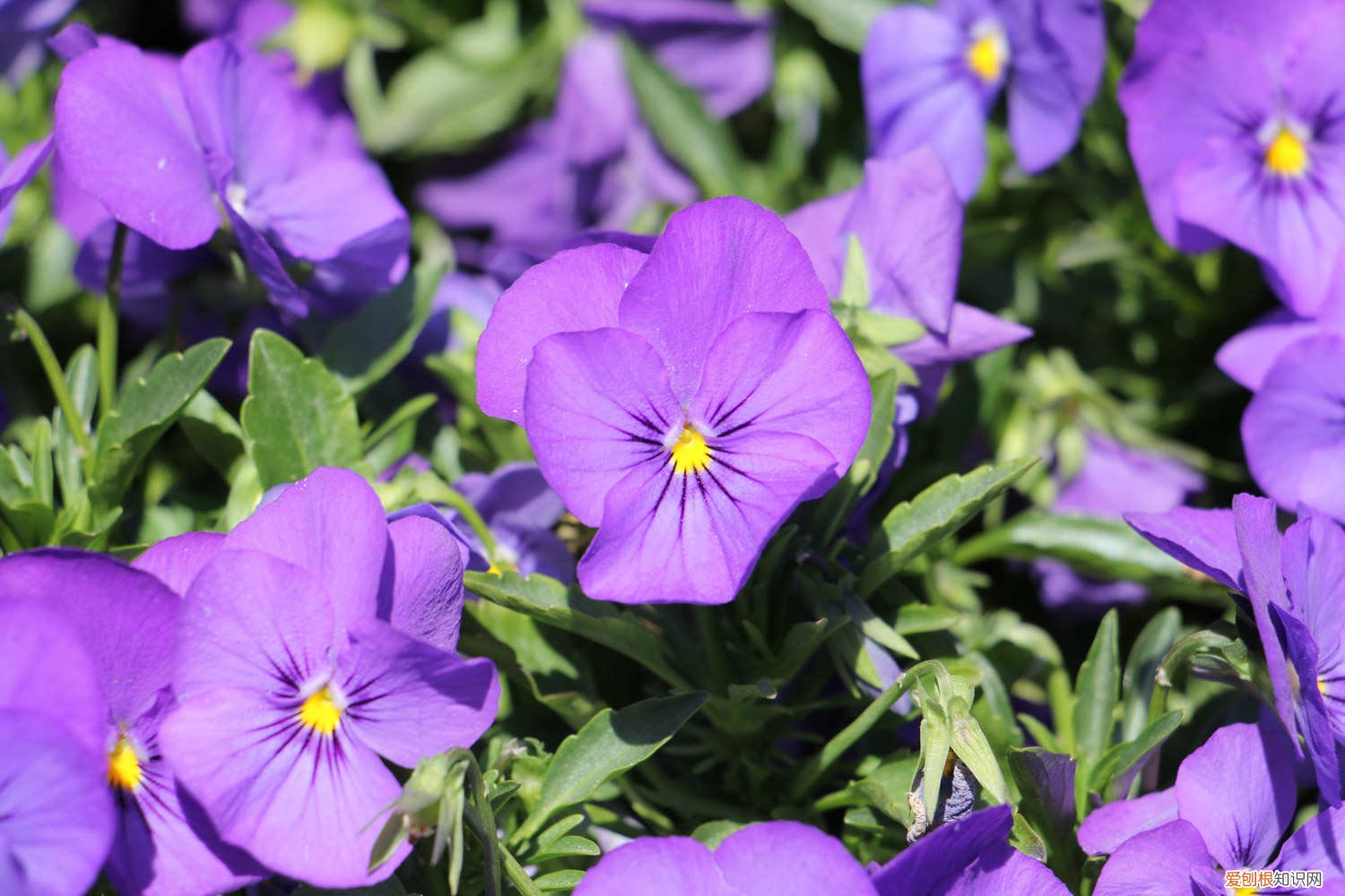 三色堇黄叶是怎么回事? 三色堇黄叶的原因和处理办法