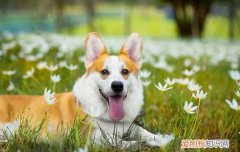 为何有很少的人养柯基？ 养柯基的人很少怎么办