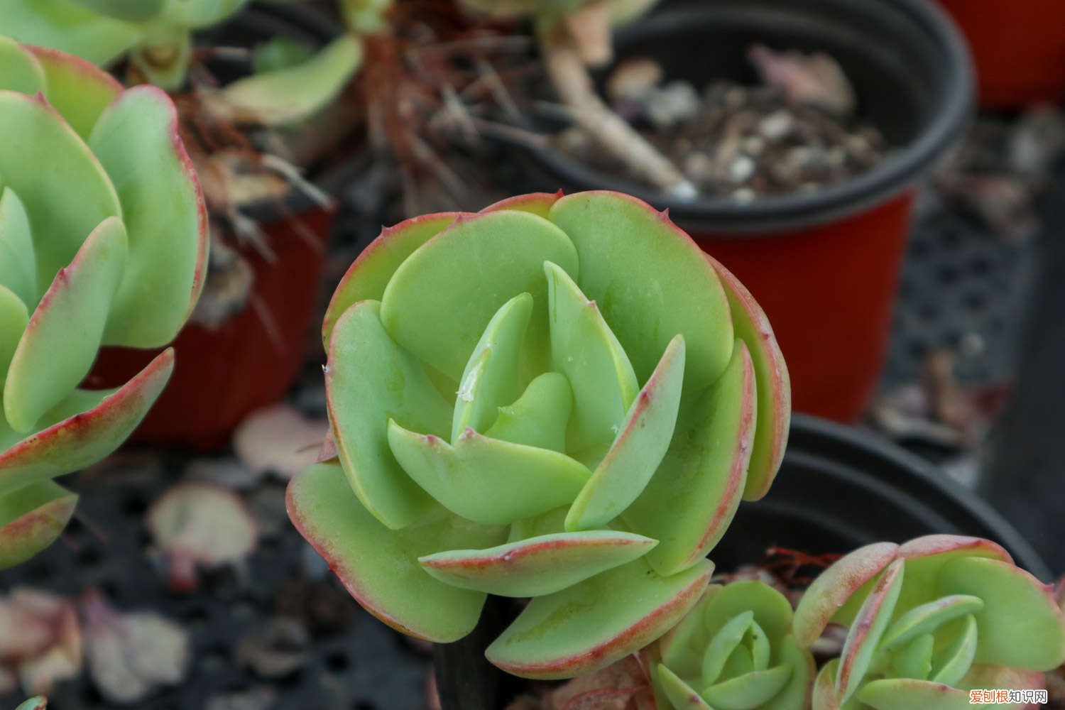 奥利维亚多肉耐寒吗 奥利维亚多肉耐冻吗