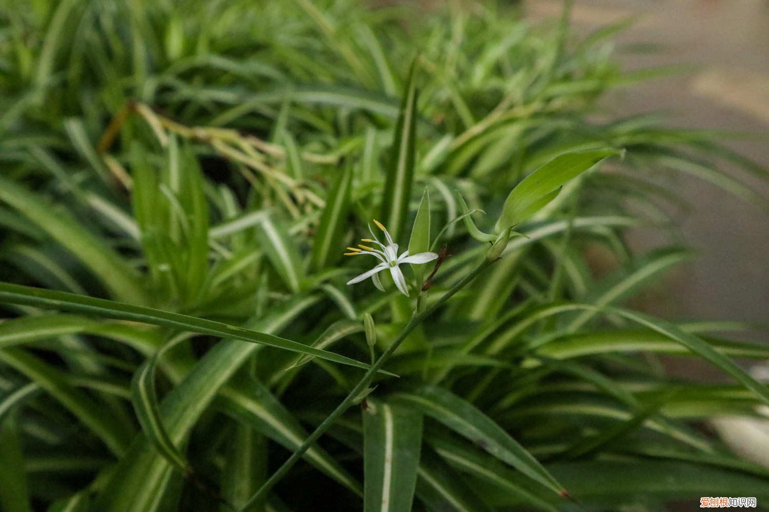 吊兰用水养为什么会黄叶子 水养吊兰叶子发黄是什么原因,水养吊兰的叶尖为什么会枯