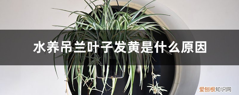 吊兰用水养为什么会黄叶子 水养吊兰叶子发黄是什么原因,水养吊兰的叶尖为什么会枯