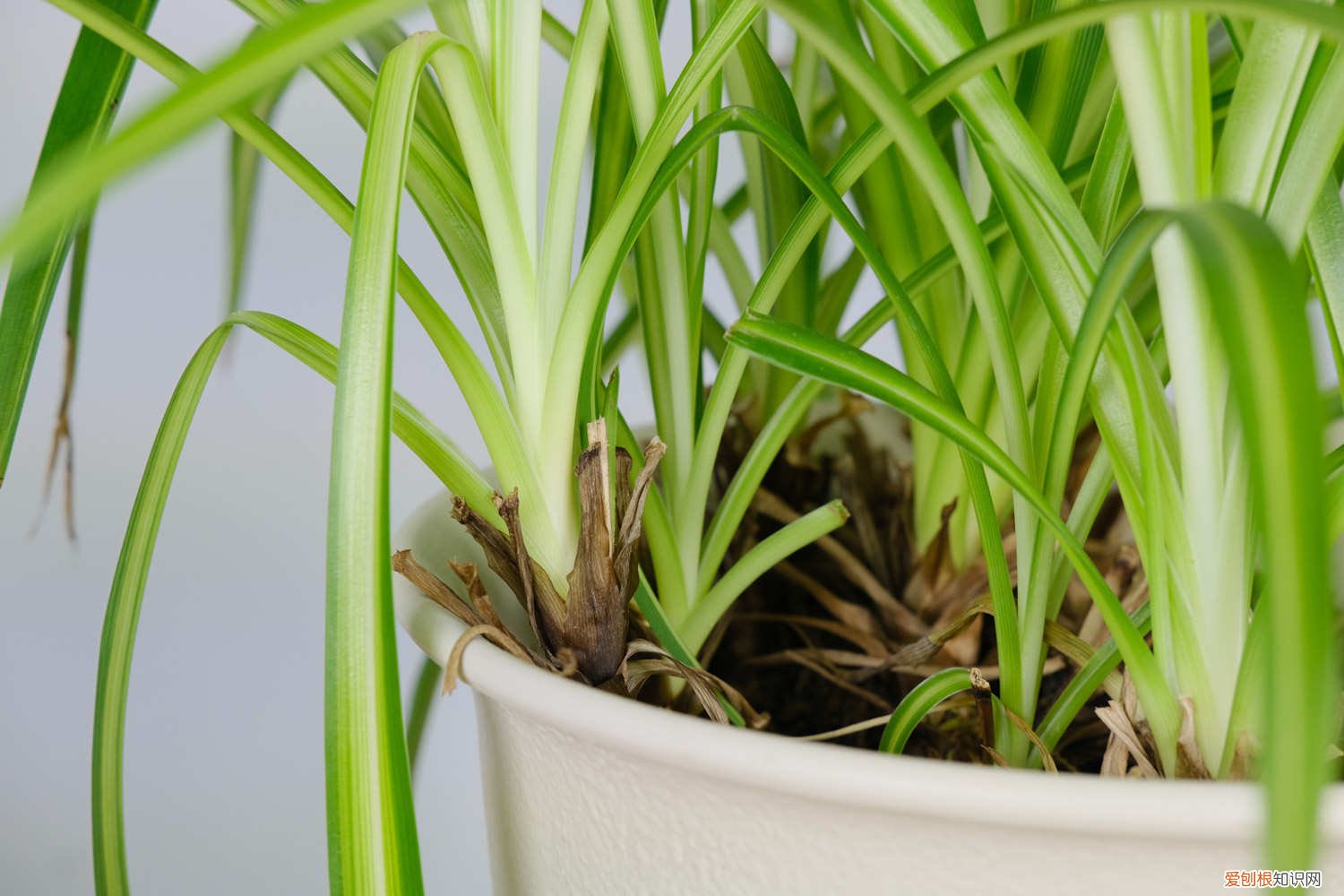 吊兰用水养为什么会黄叶子 水养吊兰叶子发黄是什么原因,水养吊兰的叶尖为什么会枯