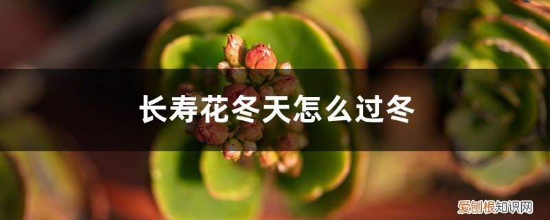 长寿花冬天怎样施肥 长寿花冬天怎么过冬,可以上肥吗