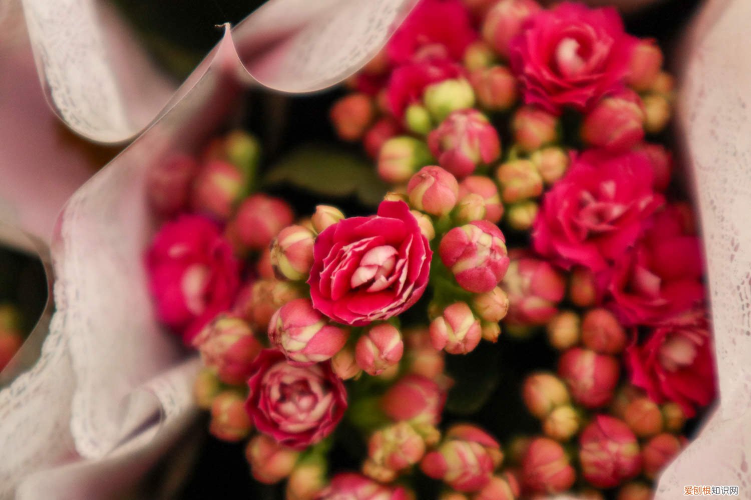 长寿花冬天怎样施肥 长寿花冬天怎么过冬,可以上肥吗