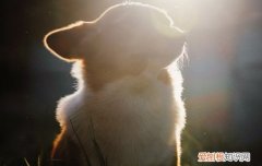 如何养柯基犬 如何养好柯基